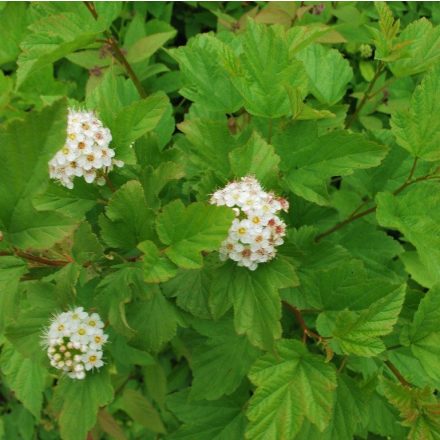 Foto Physocarpus opulifolius (Tavola kalinolistá)