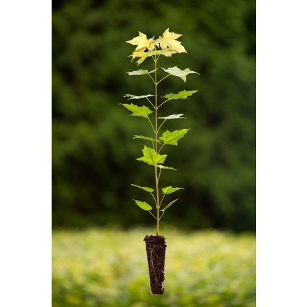 Miniatura - Acer platanoides (Javor mléč) - QuickPot (QP)
