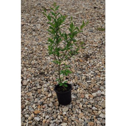 Miniatura - Ligustrum vulgare (Ptačí zob obecný) - kontejner