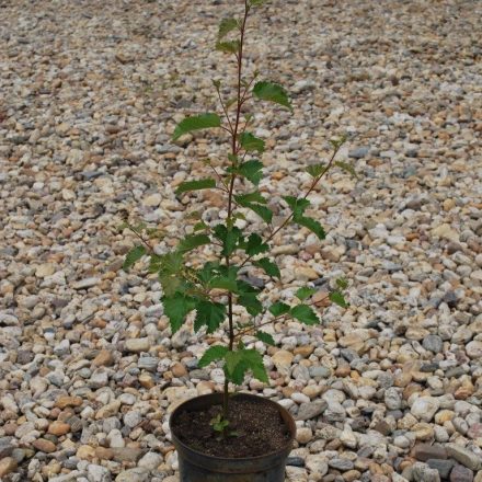Miniatura - Betula pubescens