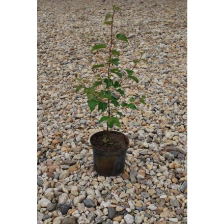 Miniatura - Betula pubescens (bříza pýřitá) - kontejner
