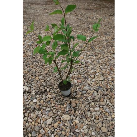 Miniatura - Cornus alba (svída bílá) - kontejner