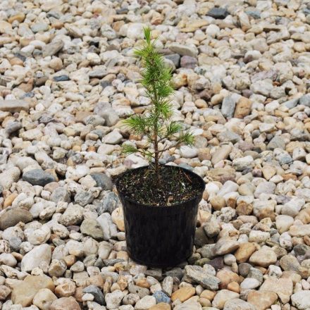 Miniatura - Cedrus libani