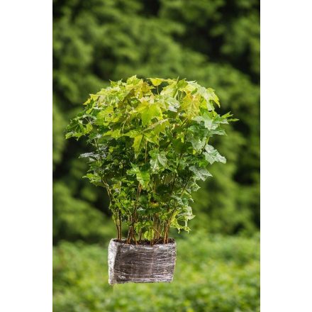 Miniatura - Acer platanoides