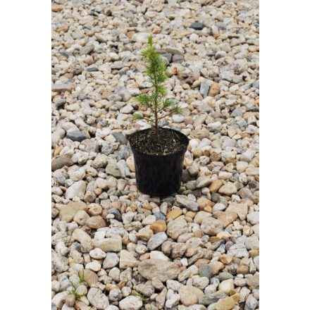 Miniatura - Cedrus libani (Cedr libanonský) - kontejner