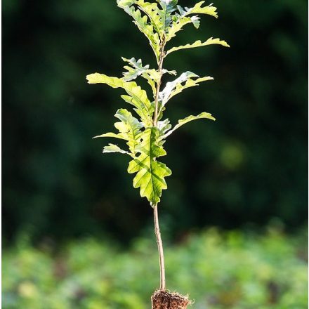 Miniatura - Quercus cerris