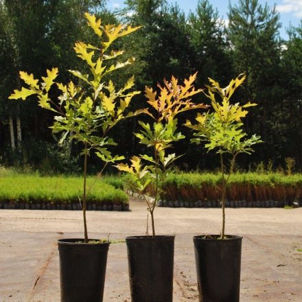 Foto Quercus palustris (Dub bahenní)