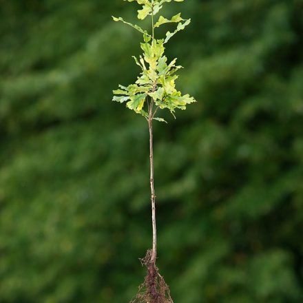 Miniatura - Quercus petraea