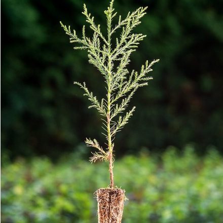 Foto Sequoiadendron giganteum (Sekvojovec obrovský)