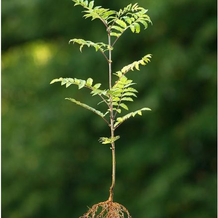 Foto Sorbus aucuparia (Jeřáb ptačí)