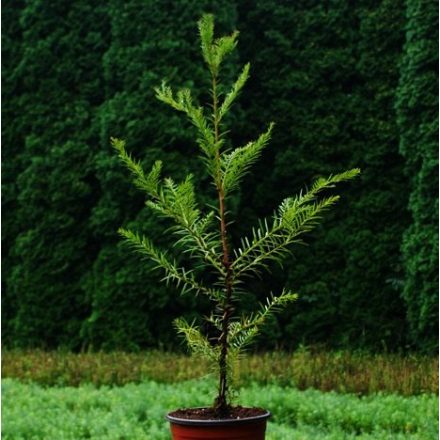Miniatura - Taxodium distichum