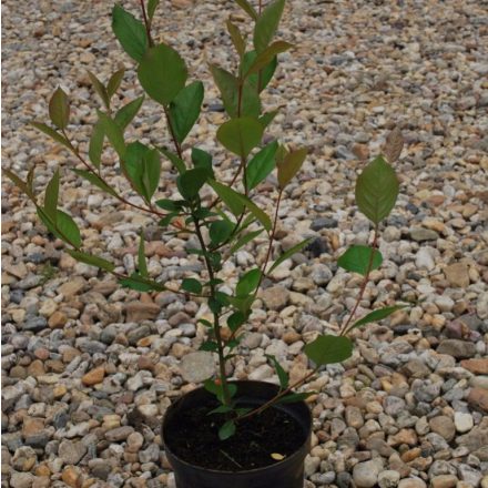 Miniatura - Prunus cerasifera