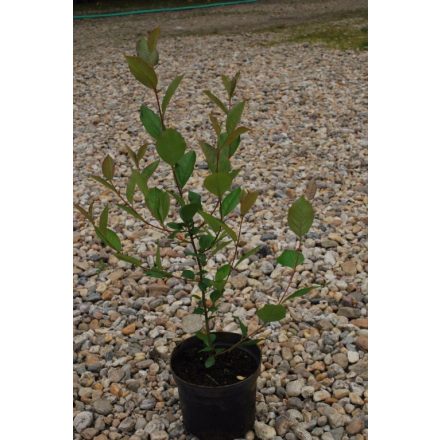 Miniatura - Prunus cerasifera (Myrobalán třešňový)
