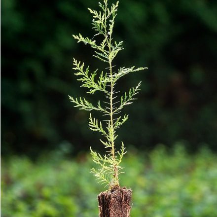 Foto Thuja orientalis (Zerav východní)