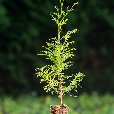 Foto Thuja plicata (Zerav řasnatý)