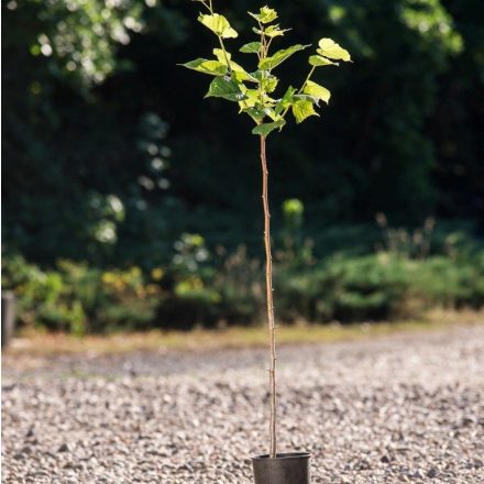 Foto Tilia platyphyllos (Lípa velkolistá)