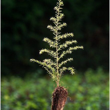 Miniatura - Tsuga canadensis