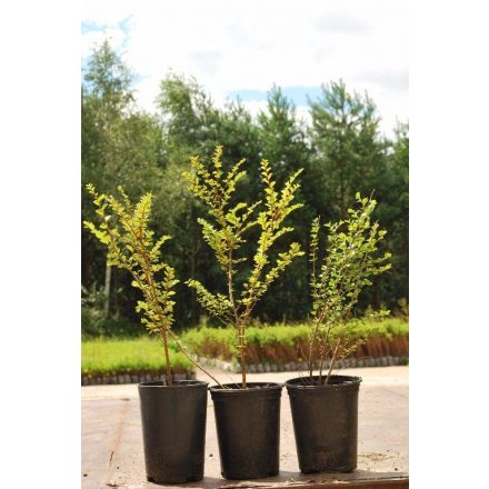 Miniatura - Cotoneaster horizontalis (skalník vodorovný)