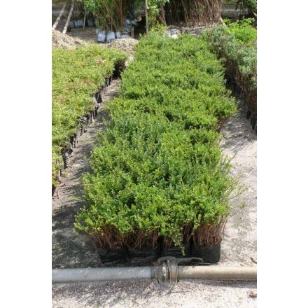 Miniatura - Cotoneaster horizontalis