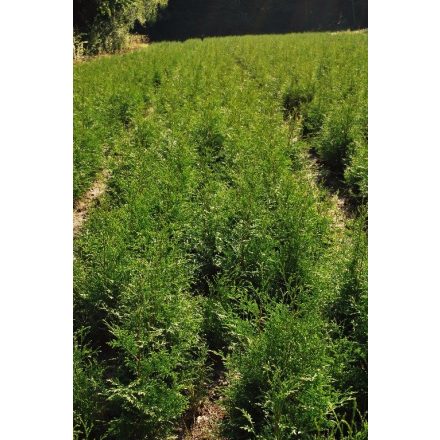 Miniatura - Thuja occidentalis (Zerav západní) - prostokořenná