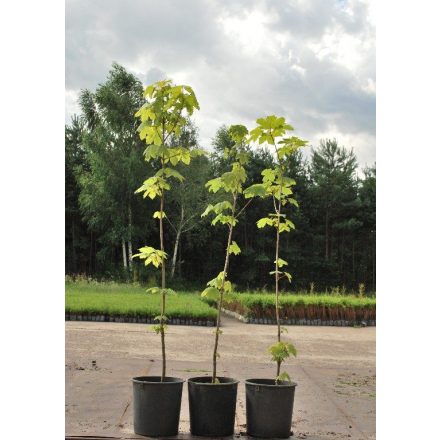 Miniatura - Acer pseudoplatanus (Javor klen) - kontejner 5 l