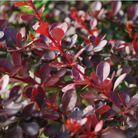 Foto Berberis thunbergii Atropurpurea (Dřišťál Thunbergův Atropurpurea)