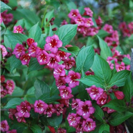 Miniatura - Weigela florida