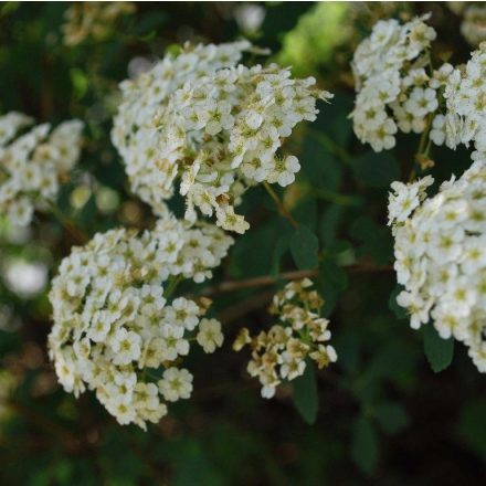 Foto Spiraea x vanhouttei (Tavolník van Houtteův)