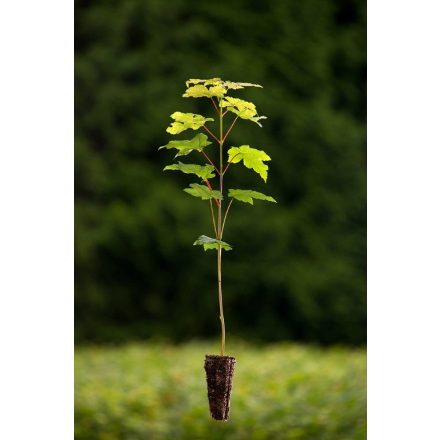 Miniatura - Acer pseudoplatanus (Javor klen) - QuickPot (QP)