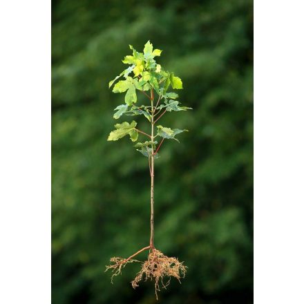 Miniatura - Acer pseudoplatanus (Javor klen) - prostokořenná