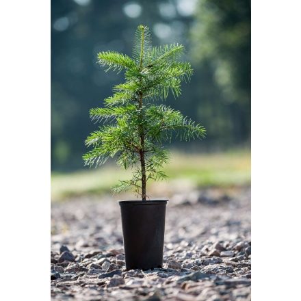 Miniatura - Abies concolor (Jedle ojíněná) v kontejneru