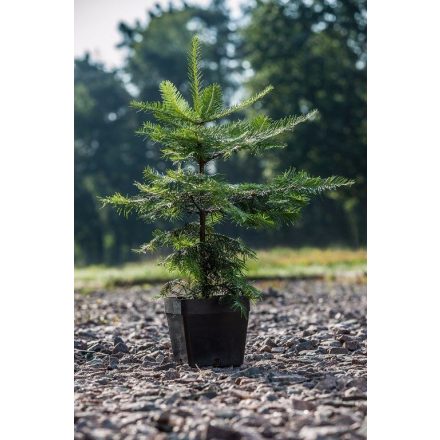 Miniatura - Abies grandis (Jedle obrovská) v kontejneru