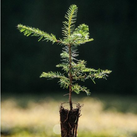 Miniatura - Abies procera
