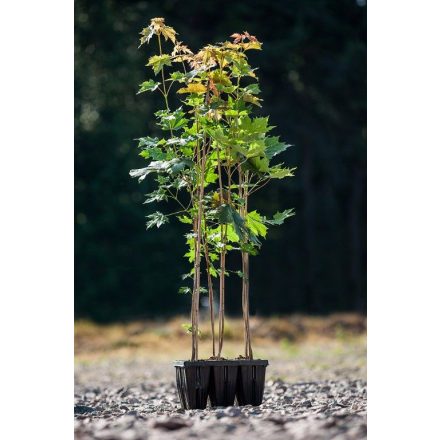 Miniatura - Acer platanoides (Javor mléč) - QuickPot 1,6 l