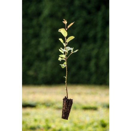 Miniatura - Alnus incana (Olše šedá) - Quick Pot