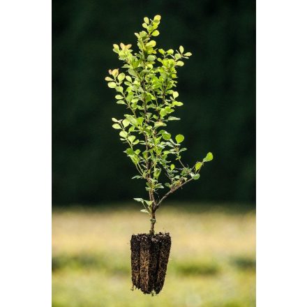Miniatura Berberis thunbergii (dřišťál Thunbergův) - QuickPot