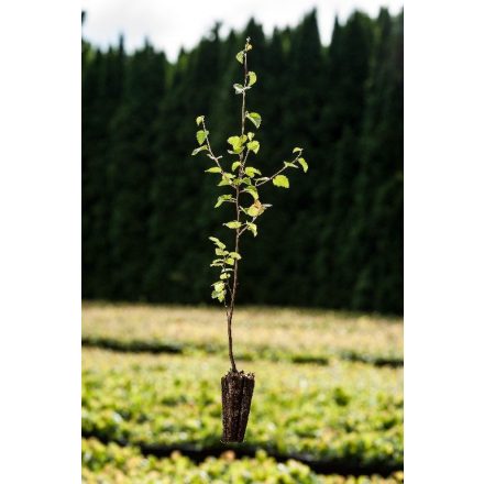 Miniatura - Betula pubescens (bříza pýřitá) - Quick Pot