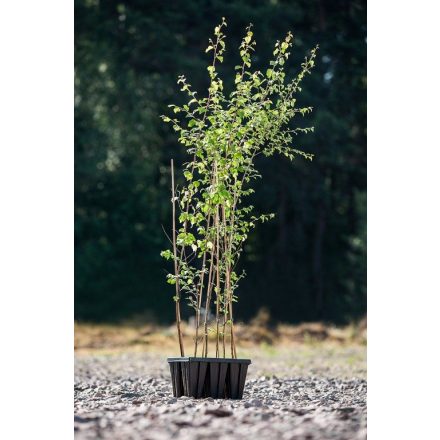 Miniatura - Betula pubescens (bříza pýřitá) - QuickPot 1,6 l