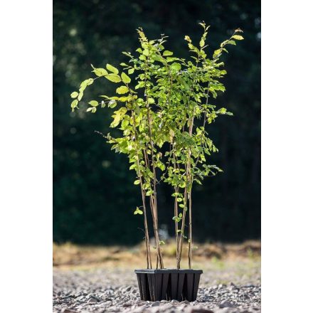 Miniatura - Carpinus betulus (Habr obecný) - QuickPot 1,6 l