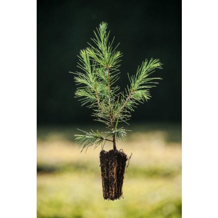 Miniatura - Cedrus deodara (Cedr himalájský) - QuickPot