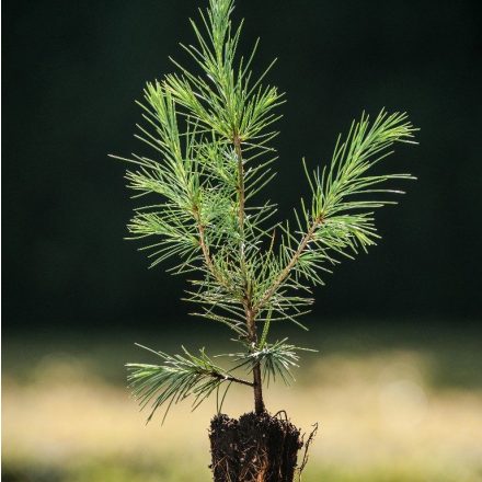 Foto Cedrus deodara (Cedr himalájský)