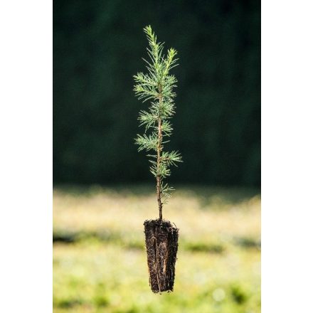 Miniatura - Cedrus libani (Cedr libanonský) - Quick Pot