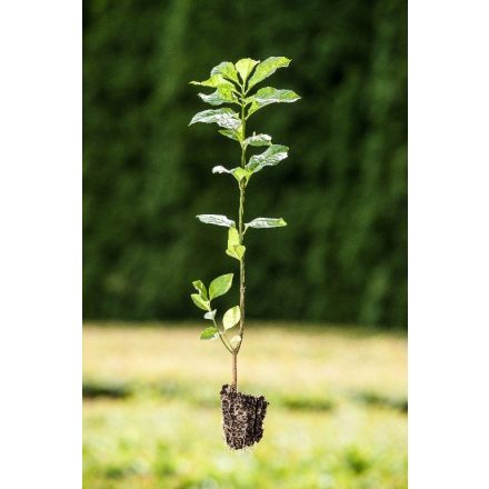 Miniatura - Euonymus europaeus (Brslen evropský) - Quick Pot