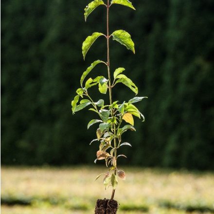 Foto Cornus mas (Dřín obecný)