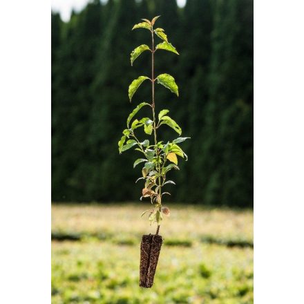 Miniatura - Cornus mas (Dřín obecný) - Quick Pot