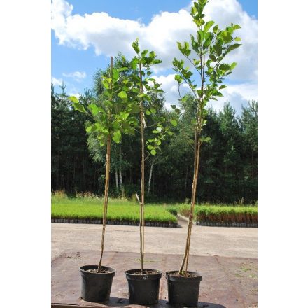 Miniatura - Alnus glutinosa (Olše lepkavá) - kontejner 5 l
