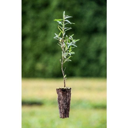 Miniatura - Hippophae rhamnoides (Rakytník řešetlákový) - QuickPot