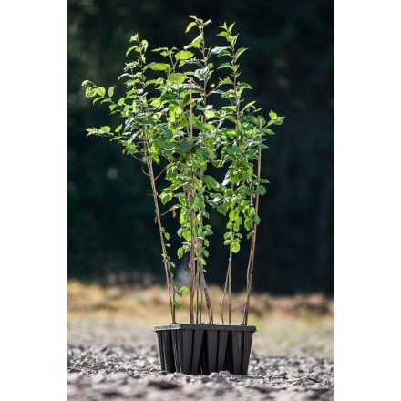 Miniatura - Malus sylvestris (Jabloň lesní) - QuickPot 1,6 l