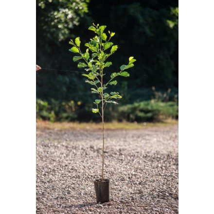 Miniatura - Alnus glutinosa (Olše lepkavá) - Bowmont 1,6 l (BM)