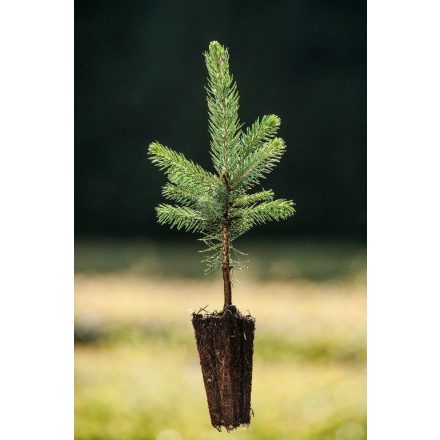 Miniatura - Picea pungens f. glauca (Smrk pichlavý f. glauca) - QuickPot (QP)